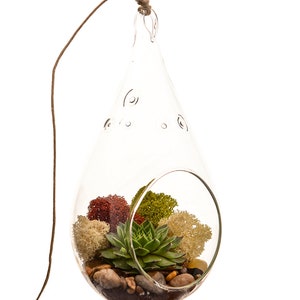 Succulent Terrarium Kit with Moss and River Rocks / 4 Round or 7 Teardrop Glass image 5