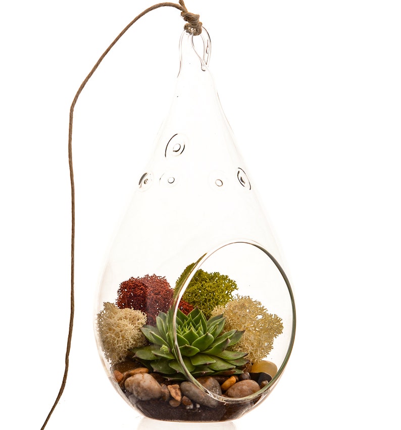Succulent Terrarium Kit with Moss and River Rocks / 4 Round or 7 Teardrop Glass image 5