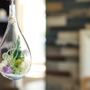 Large Hanging Air Plant Terrarium Kit with Amethyst Crystal / 13 Teardrop Shabby Chic Kit image 3