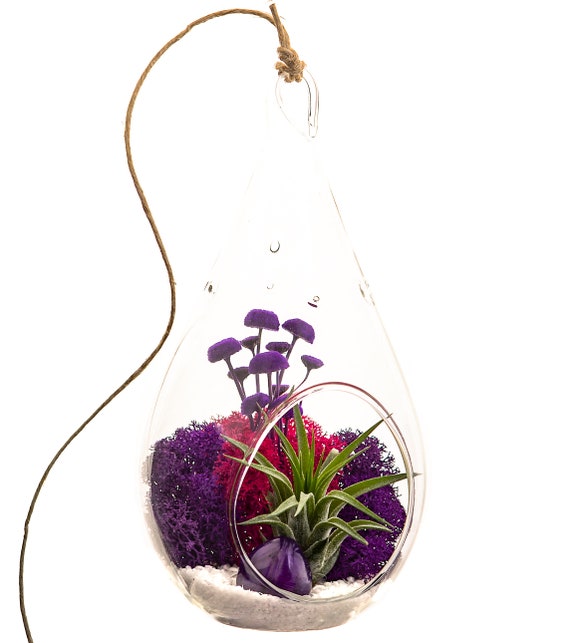Moss /& Sea Shells Hanging Air Plant Terrarium with Sea Fan 10/" Nautical