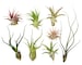 8 pc Air Plants Assorted Variety by Bliss Gardens - Great Air Cleaning Indoor Plants, DIY Terrariums, Home Decor - 2 to 6 inch Plants 