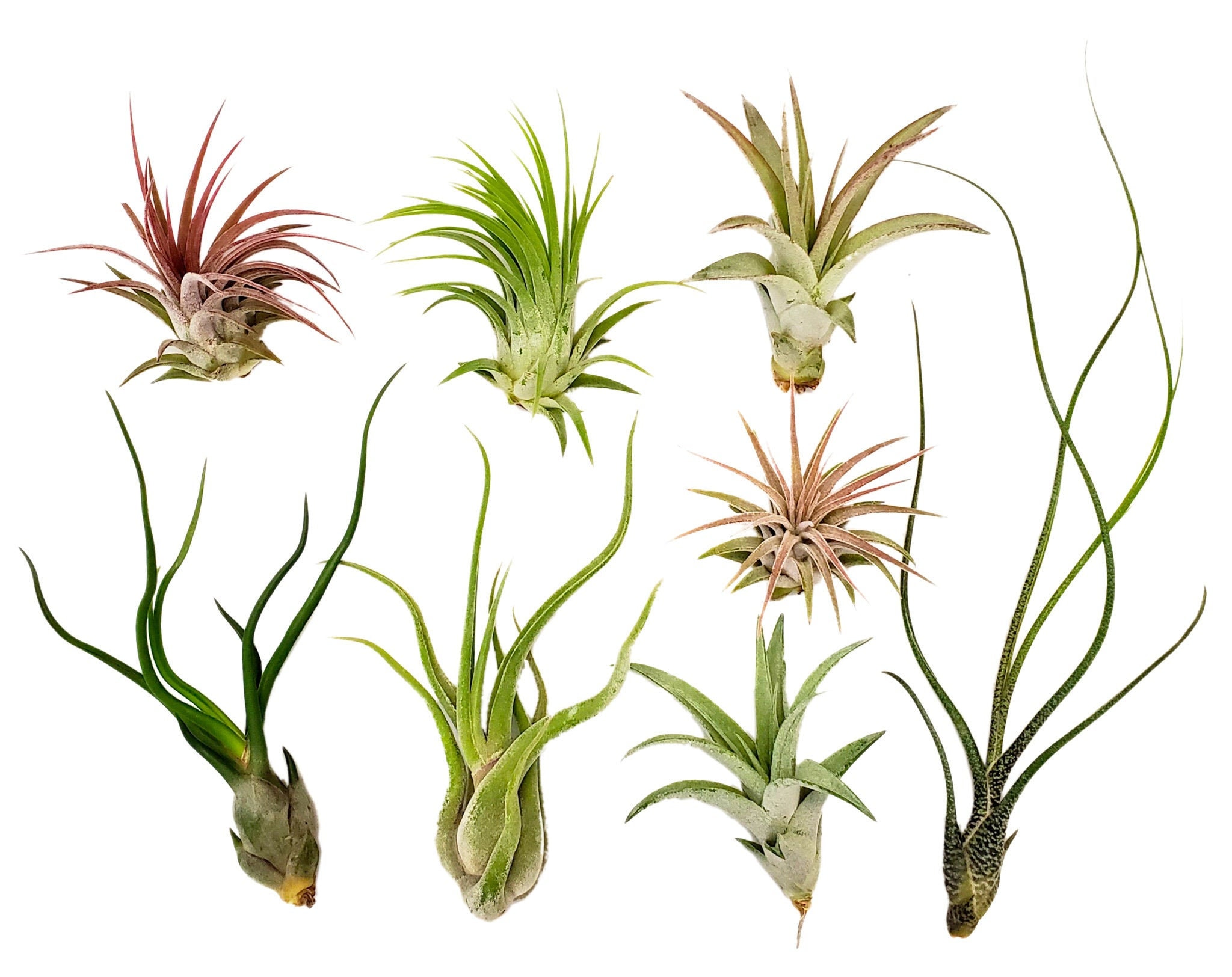 Faux Air Plant: Artificial Tillandsia With Pale Green Leaves, Fake Air Plant,  Stricta 8.5 Inch Long 