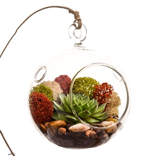 Succulent Terrarium Kit with Moss and River Rocks / 4" Round or 7" Teardrop Glass