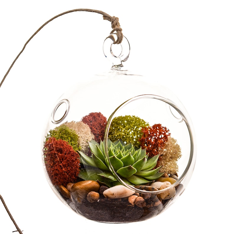 Succulent Terrarium Kit with Moss and River Rocks / 4 Round or 7 Teardrop Glass image 1