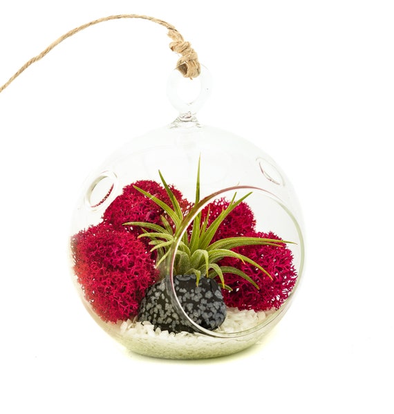 Mini Air Plant Terrarium Kit with Fuchsia Moss White Rocks Etsy