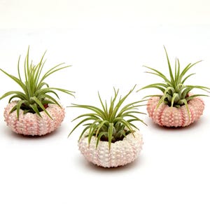 10pc Air Plant with 10 Pink Sea Urchins Lot / Wholesale Tillandsia Air Plants / Nautical Wedding Favor / Party Favor