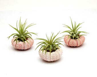 10pc Air Plant with 10 Pink Sea Urchins Lot / Wholesale Tillandsia Air Plants / Nautical Wedding Favor / Party Favor