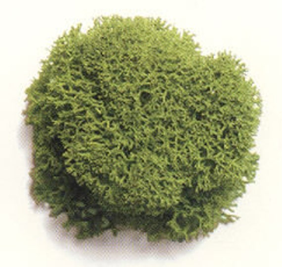 8oz Preserved Reindeer Moss Floral Moss Chartreuse