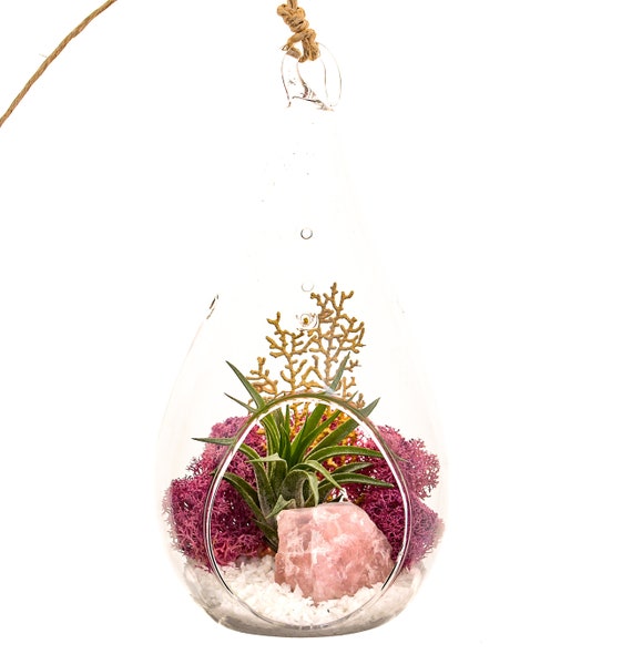 kit terrarium plante kit terrarium plante dair avec quartz 7 en verre en etsy kit terrarium plante kit terrarium plante dair avec quartz 7 en verre en etsy