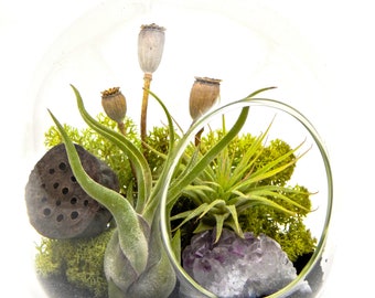 Air Plant Terrarium Kit with Purple Amethyst / 6" Oval Glass / Midnight Forest