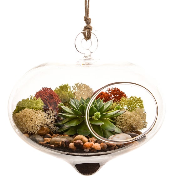 Hanging Succulent Terrarium with Moss and River Rocks / Curvy Glass DIY Terrarium