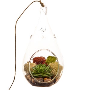 Succulent Terrarium Kit with Moss and River Rocks / 4 Round or 7 Teardrop Glass image 4