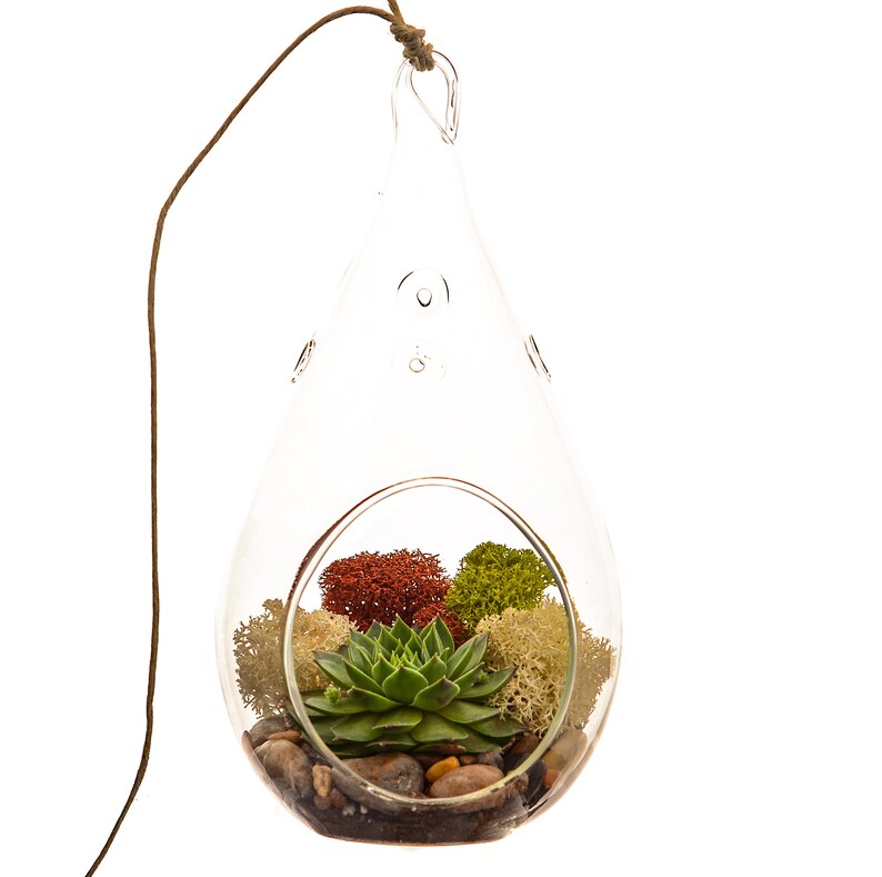 Succulent Terrarium Kit with Moss and River Rocks / 4 Round or 7 Teardrop Glass image 4