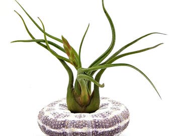 Air Plant Jellyfish / Tillandsia Gift / Alphonse Sea Urchin w/ Medusa AirPlant /FREE SHIPPING