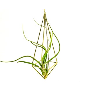 Large Air Plant Hanging Geometric Planter - Makes a great gift