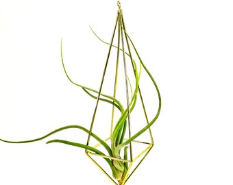 Large Air Plant Hanging Geometric Planter - Makes a great gift