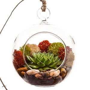 Succulent Terrarium Kit with Moss and River Rocks / 4 Round or 7 Teardrop Glass image 3