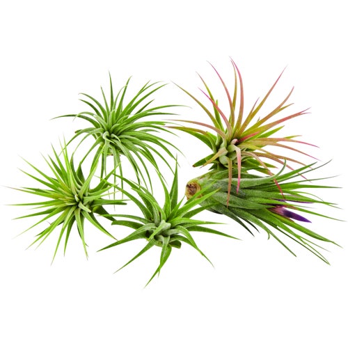5pc Air Plants Tillandsia Ionantha Assorted / Terrarium Plants Etsy Australia