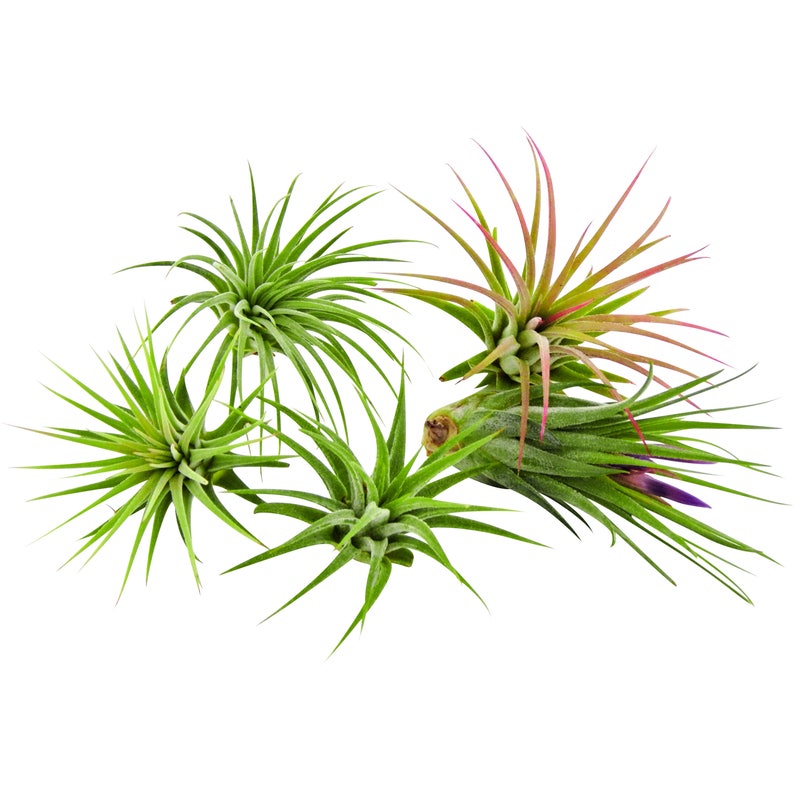 5pc Air Plants Tillandsia Ionantha Assorted / Terrarium plants Etsy