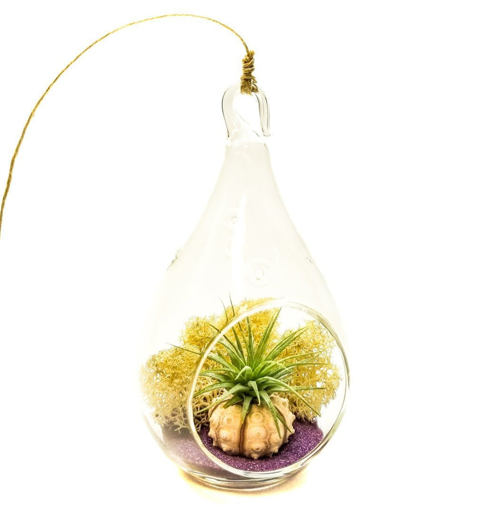 Mini Air Plant Terrarium Kit With Cream Moss Purple Sand and Etsy