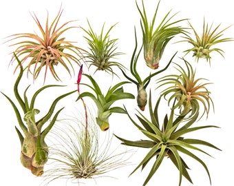 10 Air Plant Tillandsia Variety Pack / Live Plants for Terrariums & Home Decor