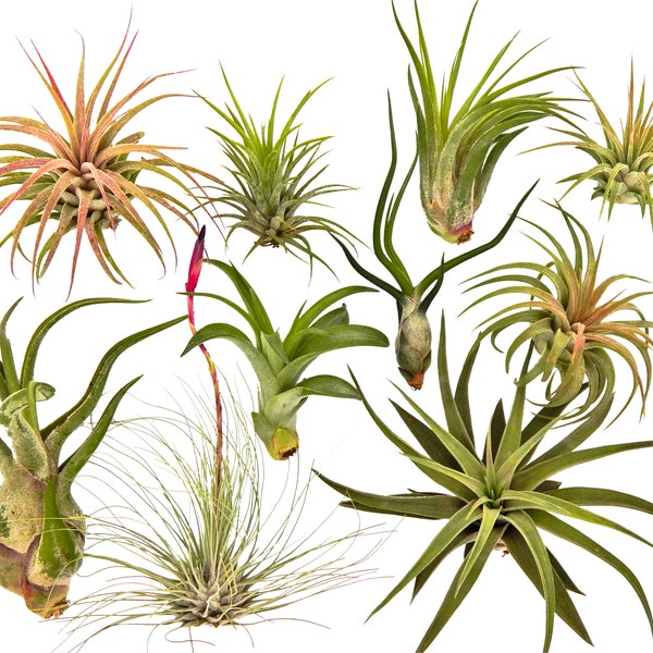 10 Air Plant Tillandsia Variety Pack / Live Plants for Terrariums & Home Decor