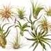 see more listings in the Air Plants/Houseplants section