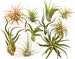 10 Air Plant Tillandsia Variety Pack / Live Plants for Terrariums & Home Decor 