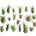 see more listings in the Air Plants/Houseplants section