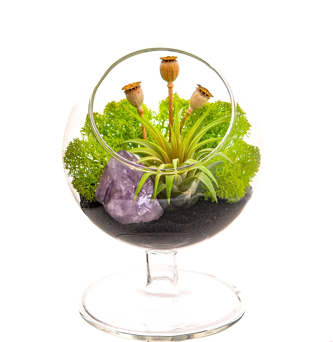Air Plant Terrarium Kit / 4" Round Glass Pedestal / Midnight Forest - Etsy