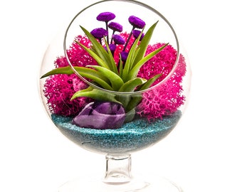 Air Plant Terrarium with Purple Agate / 4" Round Glass Pedestal / Turquoise Passion