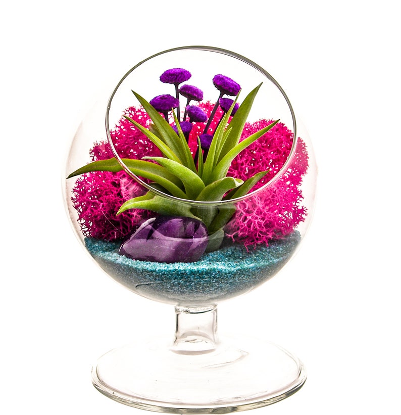 Air Plant Terrarium with Purple Agate / 4' Round Glass Pedestal / Turquoise Passion 