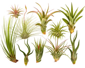 10pc Air Plant Tillandsia Variety Pack / Live Plants for Terrariums & Home Decor by Bliss Gardens
