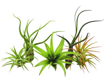 5 Pack Air Plant Tillandsias - Live Tropical House Plants