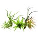 see more listings in the Air Plants/Houseplants section