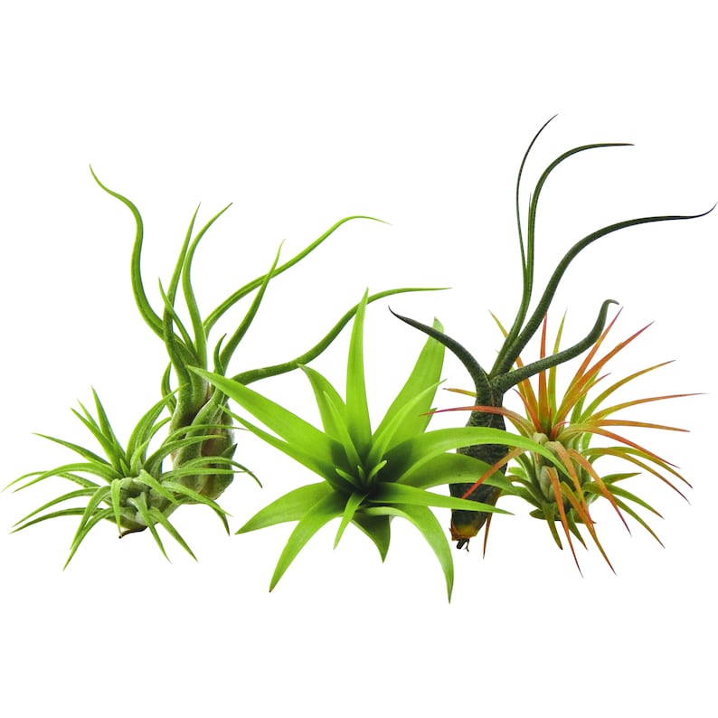 5 Pack Air Plant Tillandsias by Bliss Gardens / Live House Plants Includes Gift Box 