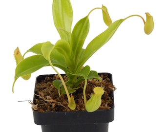 Pitcher Plant Nepenthes - Carnivorous Plant - Small Potted