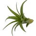 see more listings in the Air Plants/Houseplants section