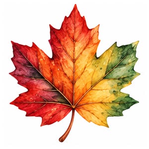 May include: A watercolor illustration of a single maple leaf featuring a vibrant gradient of colors. The leaf transitions from deep red and purple on the left side to bright orange and yellow in the center, ending in shades of green on the right.