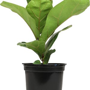 Live Fiddle Leaf Fig Plant, Ficus Lyrata, Indoor Houseplant, Modern Home Office Decor
