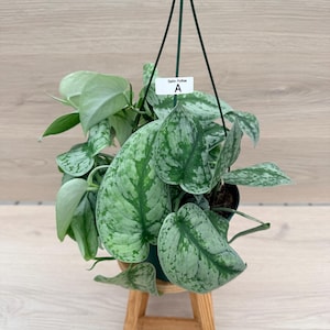 May include: A Satin Pothos plant in a dark green hanging pot with a white tag labeled Satin Pothos A. The plant features heart-shaped leaves with variegated patterns of dark green and silvery-grey. The pot is suspended by thin green plastic cords.