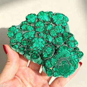 Puede incluir: Un espécimen de malaquita en bruto que presenta un grupo de formaciones botrioidales de color verde vibrante con intrincados patrones circulares concéntricos y una superficie texturizada y abultada. El mineral muestra tonos.