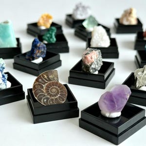 May include: A collection of various mineral specimens and a fossilized ammonite shell, each mounted on a small black square display base. The assortment includes crystals in shades of purple, white, green, blue, and brown, arranged in a grid.