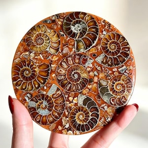 May include: A circular decorative piece featuring multiple brown and tan spiral ammonite fossils embedded in a polished, amber-coloured resin matrix. The surface displays a mosaic of fossilised shells with intricate, swirling chamber patterns.