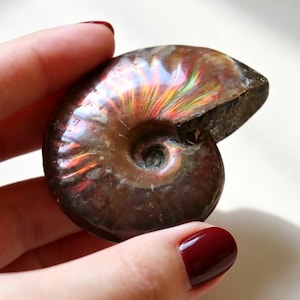 Può includere: Un fossile di ammonite levigato caratterizzato da una struttura a conchiglia a spirale con una base color marrone scuro e riflessi iridescenti di luce rossa, arancione, gialla e verde sulla superficie liscia e curva della camera fossilizzata.