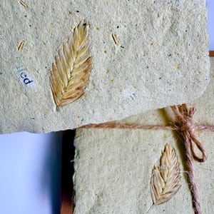 Puede incluir: Dos hojas rectangulares de papel hecho a mano, texturizado y de color beige claro, con fibras vegetales incrustadas y motas oscuras. Cada hoja presenta un tallo de trigo prensado. Un trozo de papel blanco tiene el texto "ied".