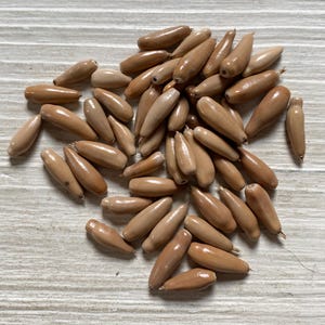 Long Job&#39;s tear beads