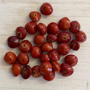 5-SEMI DI ALBERO Di SANDALO ROSSO"ADENANTHERA Pavonina Red - Foto 2