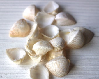 White shells for crafts