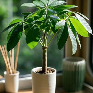 以下が含まれることがあります： 鮮やかな緑色の掌状複葉と頑丈な薄茶色の幹を持つパキラの観葉植物。滑らかな円筒形の白い陶器製の鉢に植えられており、お揃いの白い受け皿の上に置かれています。